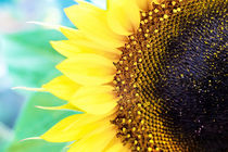 Sonnenblume von Steffan  Martens