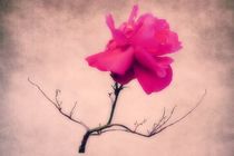 Simply Rose by CHRISTINE LAKE
