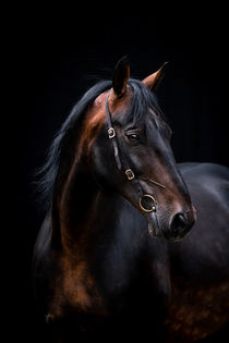 Noir portrait of Rottaler stallion Lucanus by Cécile Zahorka