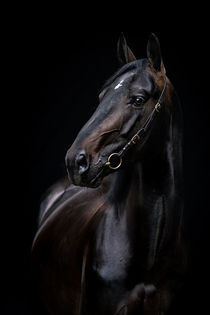 Noir portrait of Rottaler stallion Monaco by Cécile Zahorka