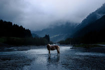 Haflinger Stute in einem nebeligem Tal by Cécile Zahorka
