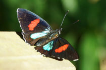 Butterfly Callicore hydaspes by Sabine Radtke