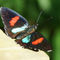 Schmetterling-callicore-hydaspes