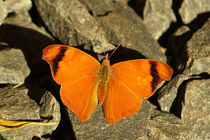 Butterfly Cystineura epiphile ottonis by Sabine Radtke
