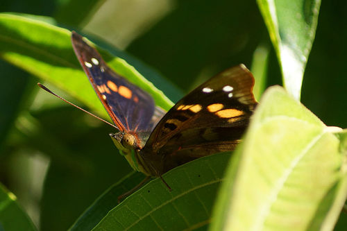 Schmetterling-doxocopa-agathina1