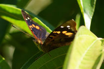 Butterfly Doxocopa Agathina von Sabine Radtke