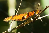 Butterfly Dryas iulia 2 by Sabine Radtke