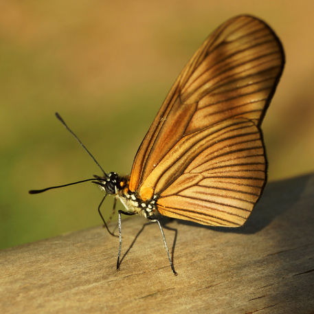 Schmetterling-dryas-iulia-unterseite