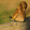 Schmetterling-dryas-iulia-unterseite