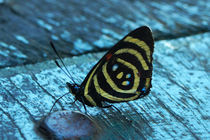 Butterfly Dynamine brome von Sabine Radtke