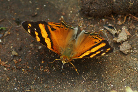 Schmetterling-hypanartia-lethe