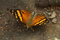 Butterfly Hypanartia lethe von Sabine Radtke