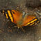 Schmetterling-hypanartia-lethe