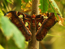 Very big butterfly Atlas moth (Attacus atlas) by Sabine Radtke