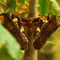 Schmetterlingatlasspinner-attacus-atlas-suedostasien