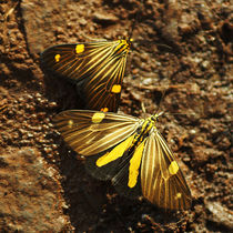 Butterfly Xenorma grandimacula by Sabine Radtke