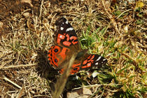 Butterfly Vanessa braziliensis von Sabine Radtke