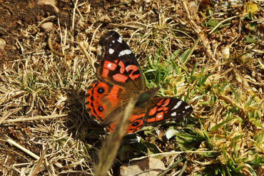 Schmetterling-vanessa-braziliensis