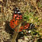 Schmetterling-vanessa-braziliensis