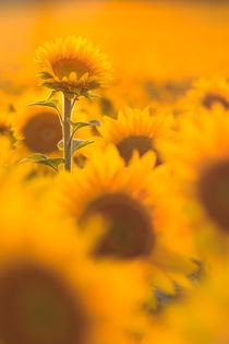 Sonnenblumenfeld von Dirk Hoffmann