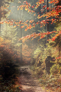 Herbstweg von Dirk Hoffmann