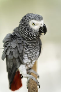 Papagei by Stephan Zaun