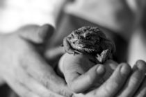 Frosch auf Hand von Stephan Zaun