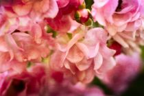 Rosa Blütentraum von Claudia Evans