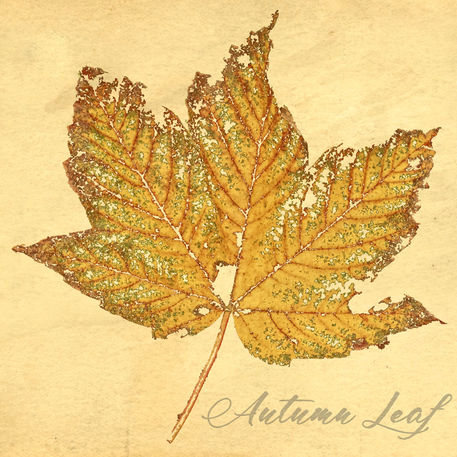 Autumn-leaf-gravur-schrift