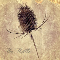 The Thistle by Peter Hebgen