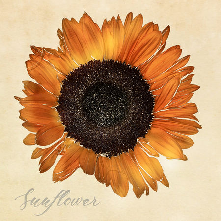 Sunflower-gravur-schrift-madame-cosmetics-96