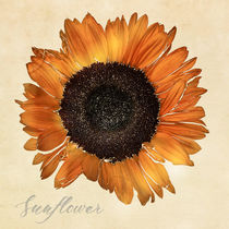 Sunflower by Peter Hebgen