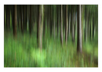 Spruce trees by François Berthillier