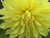 Chrysanthemum by giart