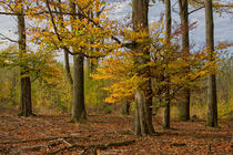 Herbstwald im Erzgebirge - Buchen - von Astrid Steffens