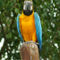 Gelbbrustaravogelparkmarlow4