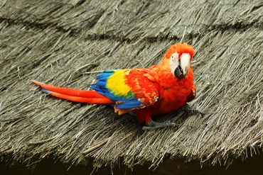Hellroteraraara-macaovogelparkmarlow2