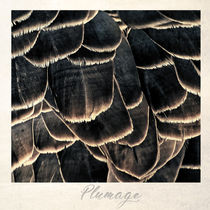 Plumage by Peter Hebgen