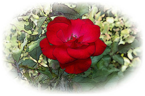 A-lonely-rose-png