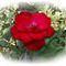 A-lonely-rose-png