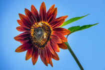 Feurige Sonnenblume von Christoph Hermann