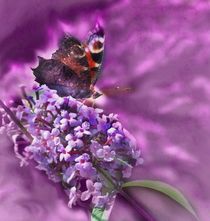 'Butterfly with Blossom' von laakepics