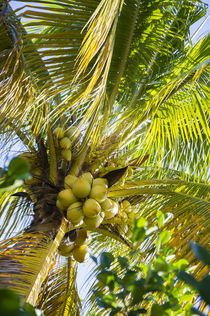Coconut Palm in Tropical Garden by Tanya Kurushova