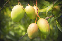 Mango Fruits by Tanya Kurushova