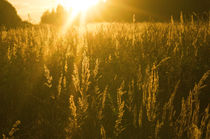 Golden Sunset Grass von Tanya Kurushova