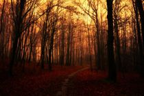 Herbstwald von Claudia Evans
