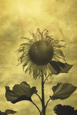 Sonnenblume-sunflower-copy-copy