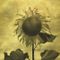 Sonnenblume-sunflower-copy-copy