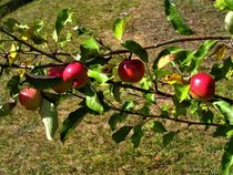 rote, reife Äpfelchen by assy