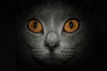 Die Augen einer Katze by Claudia Evans